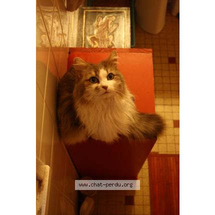 Photo 1/1 Luna Chat lost in Concarneau