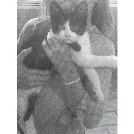 Photo 1/1 Shana Chat lost in Queven