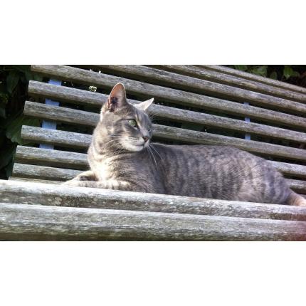 Photo 1/1 PABLO Chat lost in Pampelonne