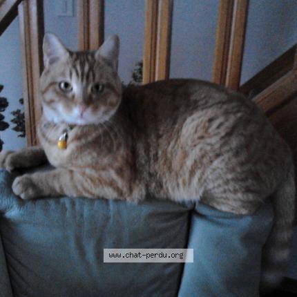 Photo 1/1 Rajah Chat lost in Saint denis