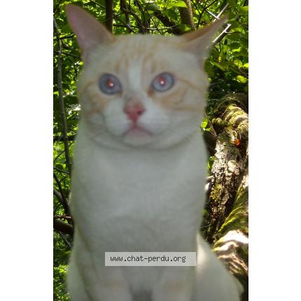 Photo 1/1 Canel Chat lost in Barby