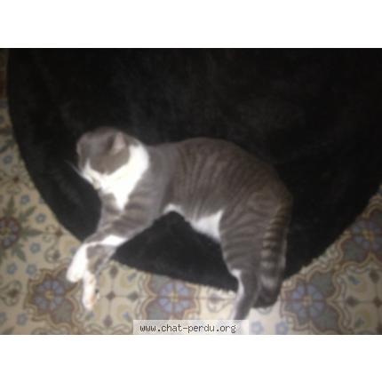 Photo 1/1 Gribouille Chat lost in Bevillers