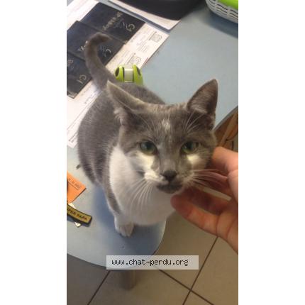 Photo 1/1 Deniro Chat lost in La barre de monts