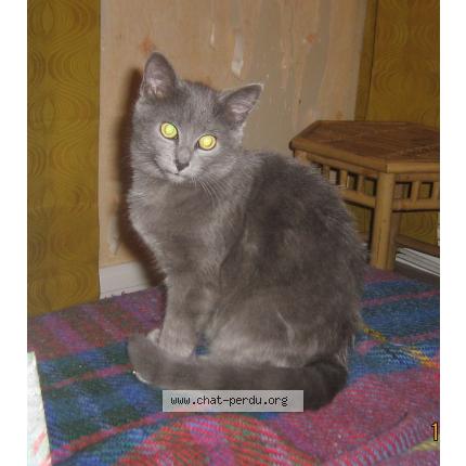 Photo 1/1 Griska Chat lost in Herouville saint clair