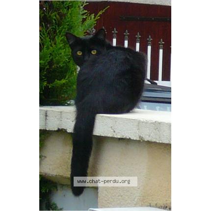 Photo 1/1 Gribouille Chat lost in Breteniere