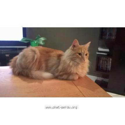 Photo 1/1 SHERKAN Chat lost in Saint georges de montaigu