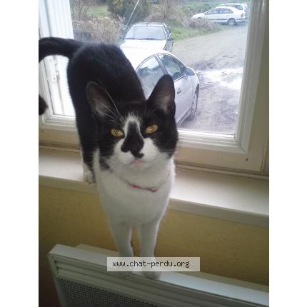 Photo 1/1 BRINDILLE Chat lost in Queven