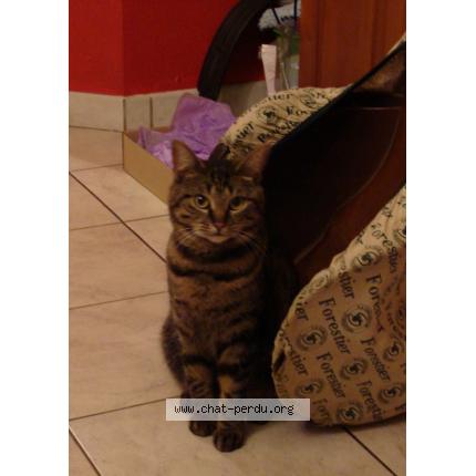 Photo 1/1 MissCat Chat lost in Brumath