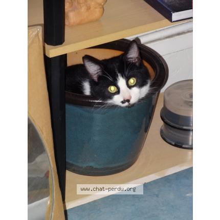 Photo 1/1 Bulle Chat lost in Rouen