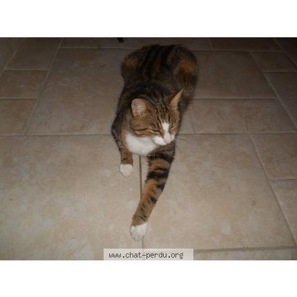 Photo 1/1 Croquette-Tigrou Chat lost in Tizac de curton