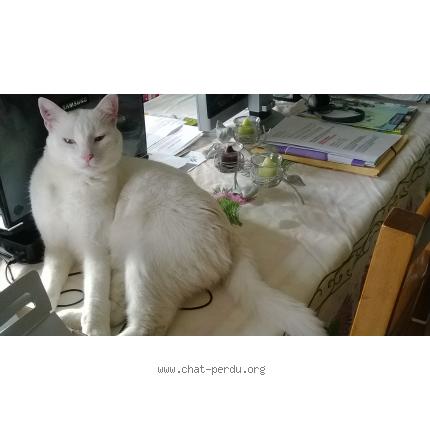 Photo 1/1 FRIMOUSSE Chat lost in Dizimieu