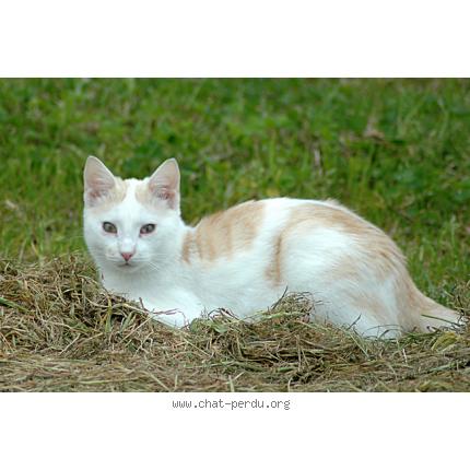 Photo 1/1 comanche Chat lost in St martin de cenilly