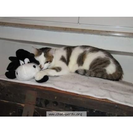 Photo 1/1 GUIZMO Chat lost in Prevessin moens