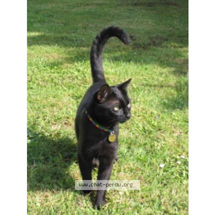 Photo 1/1 PRINCE Chat lost in Saint james