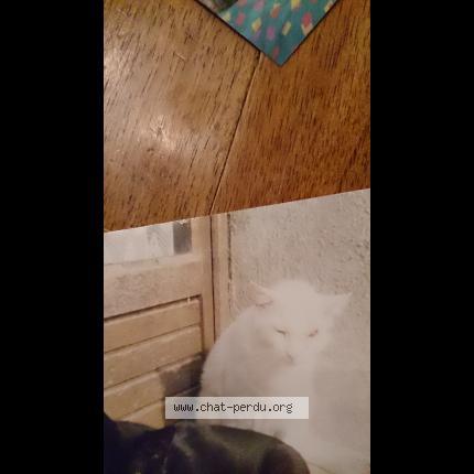 Photo 1/1 BLANCHE Chat lost in Aigues vives