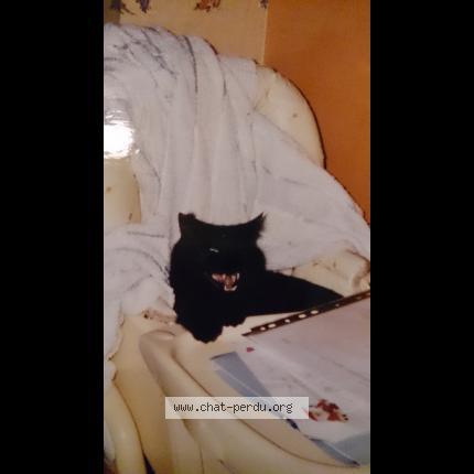 Photo 1/1 POTIRON Chat lost in Aigues vives