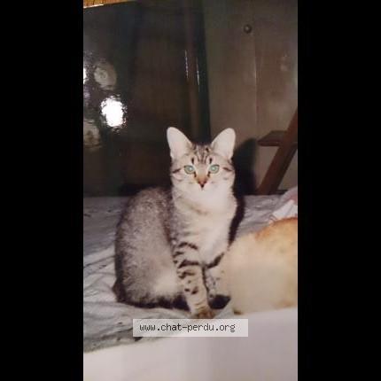 Photo 1/1 LOUKOUM Chat lost in Aigues vives