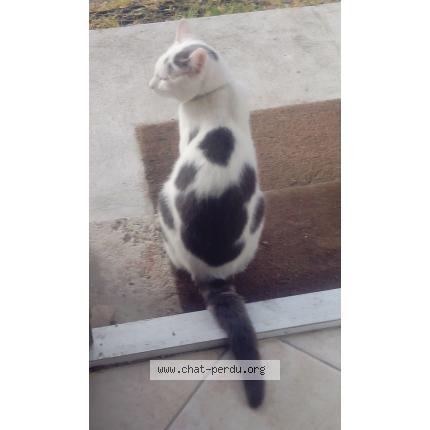 Photo 1/1 Bob Chat lost in Montcuq