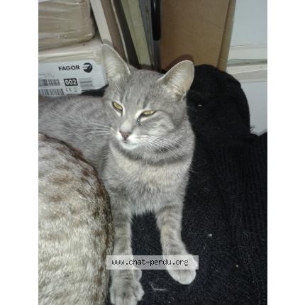 Photo 1/1 Ayna Chat lost in Dijon