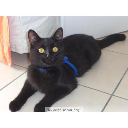 Photo 1/1 TOKKI Chat lost in St etienne du gres