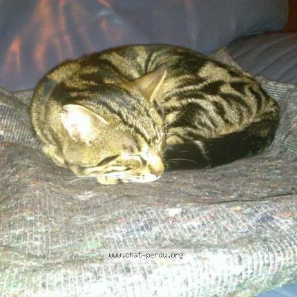 Photo 1/1 Tigrou Chat lost in Cherre