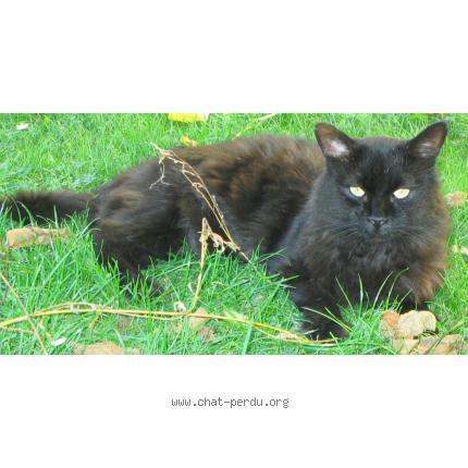 Photo 1/1 Ocedar Chat lost in Montigny les metz