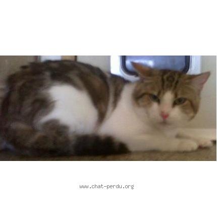 Photo 1/1 Dalloz Chat lost in Montigny les metz