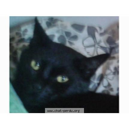 Photo 1/1 Marius Chat lost in Taule