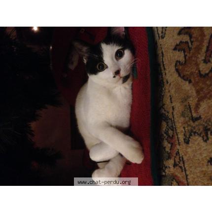 Photo 1/1 Fripon Chat lost in Montchauvet