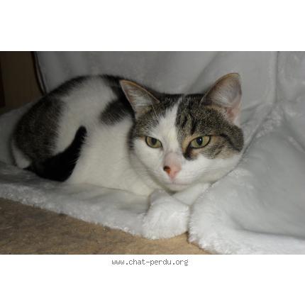 Photo 1/1 CELESTE Chat lost in Evreux