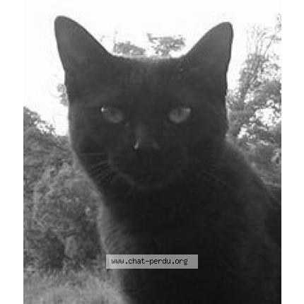 Photo 1/1 angel Chat lost in Fuveau