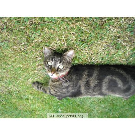 Photo 1/1 Minette Chat lost in Boutaincourt