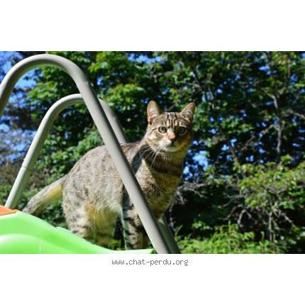 Photo 1/1 Alvin Chat lost in Saint nabord