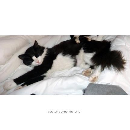 Photo 1/1 Moon Chat lost in Gaure