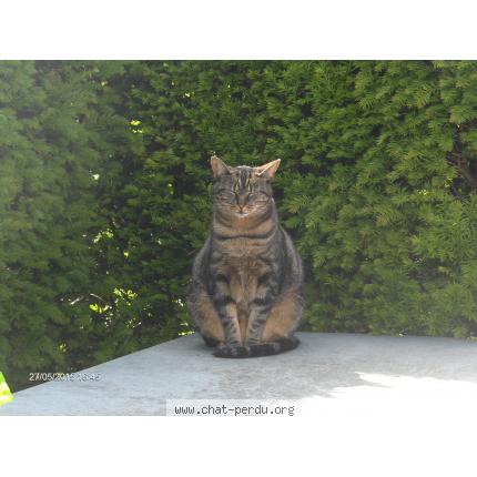Photo 1/1 Ficelle Chat lost in Monchecourt