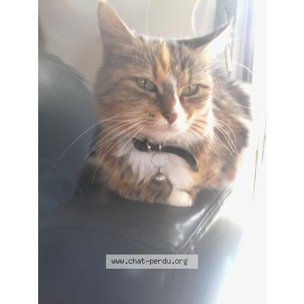 Photo 1/1 Sybelle Chat lost in Les ponts de ce