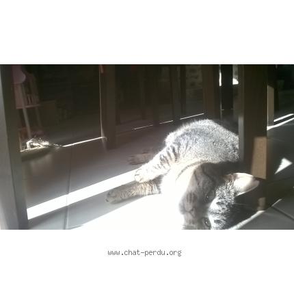 Photo 1/1 lili Chat lost in Laignelet