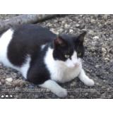 Picture of cat lost at Lancon De Provence