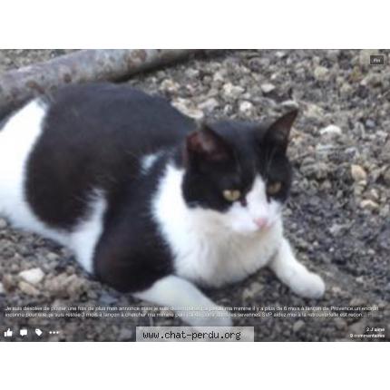 Photo 1/1 Mimine Chat lost in Lancon de provence