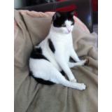 Picture of cat lost at Limeil Brevannes