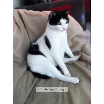 Photo 1/1 Myrtille Chat lost in Limeil brevannes