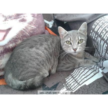 Photo 1/1 Puce Chat lost in Niort souche