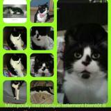 Picture of cat lost at Douai