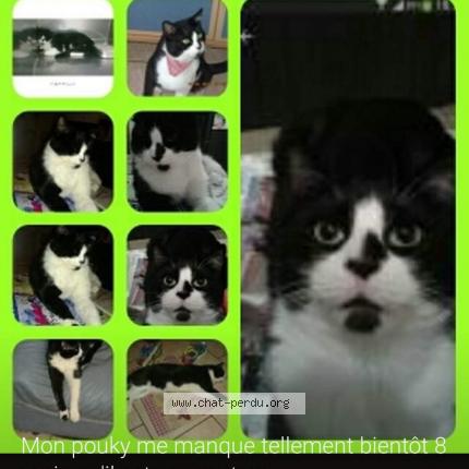 Photo 1/1 pouky Chat lost in Douai