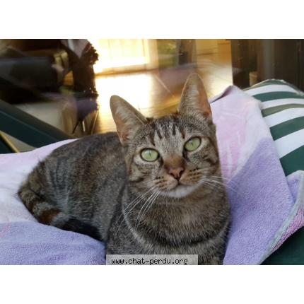 Photo 1/1 Nala Chat lost in Colayrac st cirq