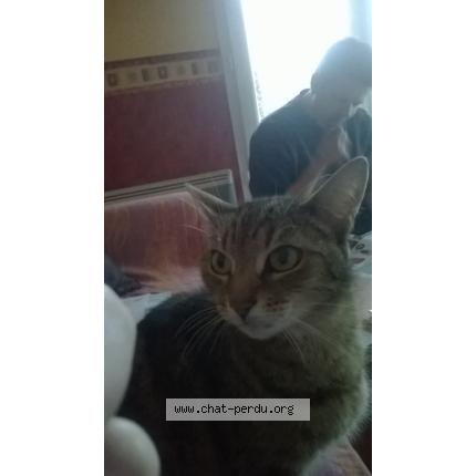Photo 1/1 nounoune Chat lost in Valframbert