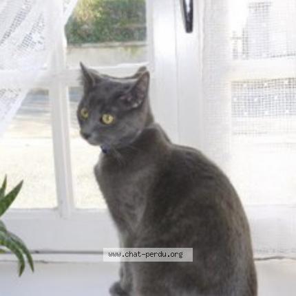 Photo 2/2 Jasmine Chat lost in Plouezoc h