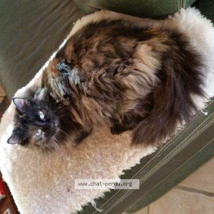 Photo 1/1 CALINE Chat lost in Sagone