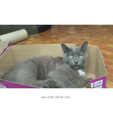 Photo 1/1 Maybe "Babykate" Chat lost in Mimizan