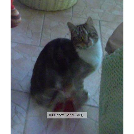 Photo 1/1 dawa Chat lost in Echillais